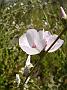 bushmallow